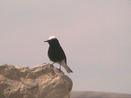 Vitkronad stenskv�tta