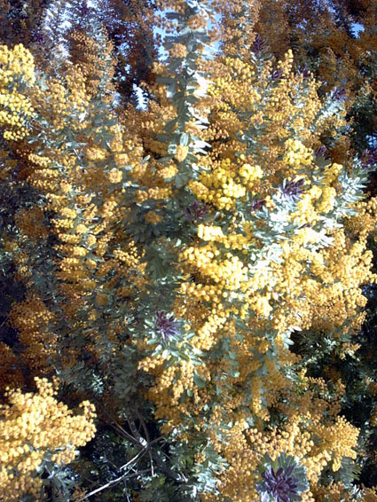 Tr�d som blommar p� v�ren