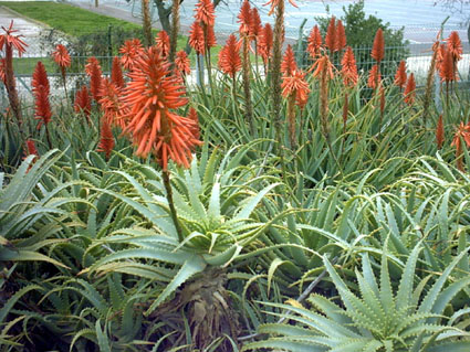 Aloe